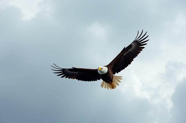 आसमान में उड़ता बाज़